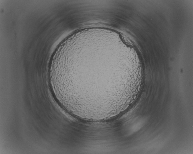 X0000073391333200608251424