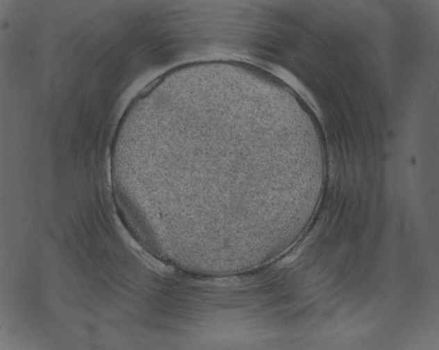 X0000073391388200608251423