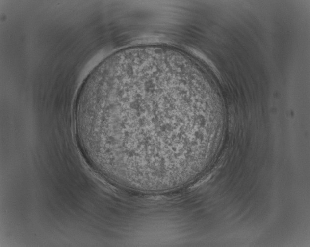 X0000073391467200608251422