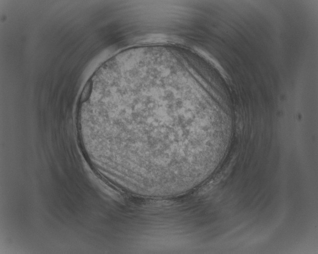 X0000073391475200608251422