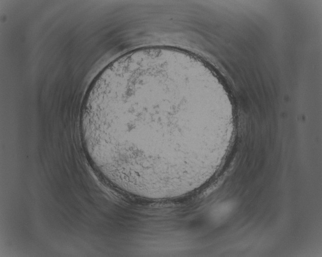 X0000073391513200608251421