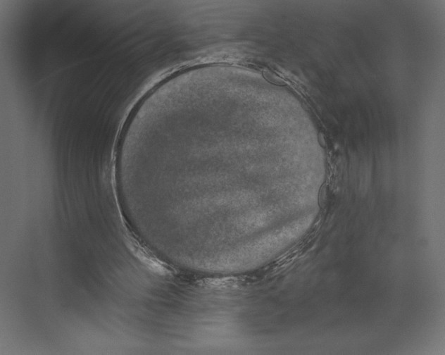 X0000073400100200608181040