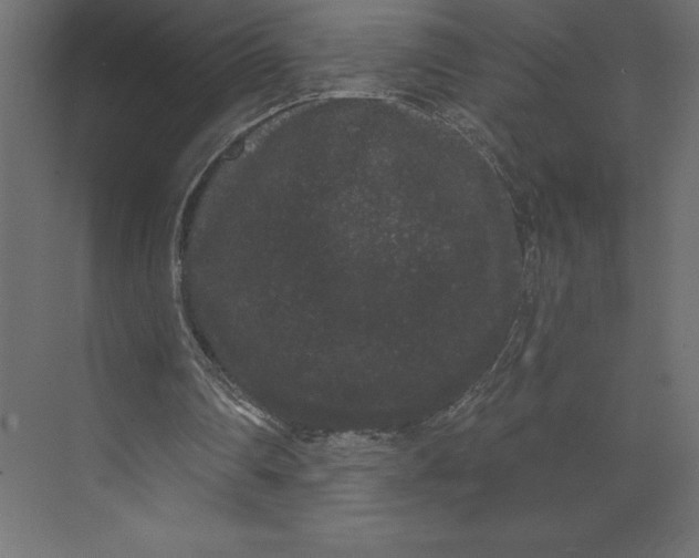 X0000073400290200608181036