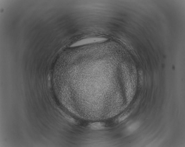X0000073400269200608251507