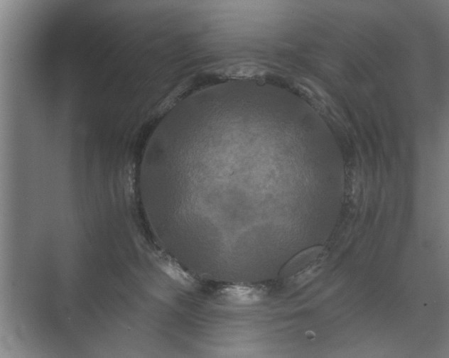 X0000073410326200608041005