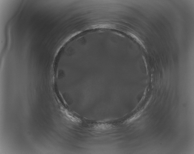 X0000073411117200608040951