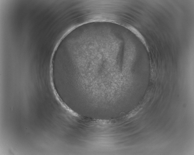 X0000073411096200608111318