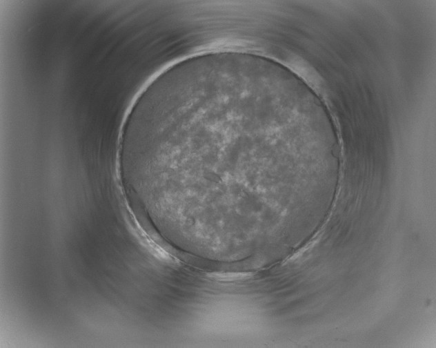 X0000073411296200608111315