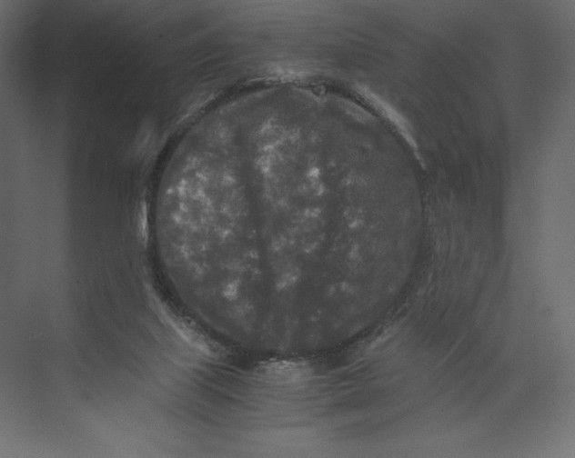 X0000073410067200608181106