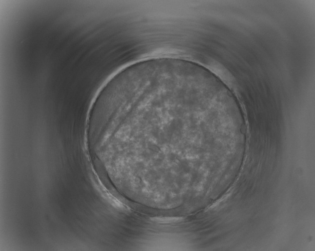 X0000073411296200608181045