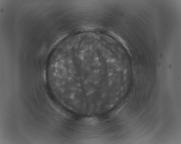 X0000073410067200608251535