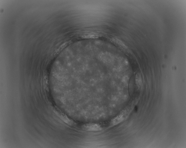 X0000073410322200608251531