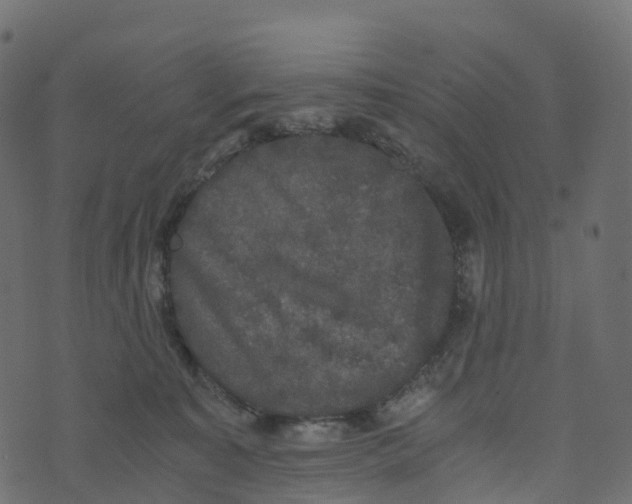 X0000073410323200608251531