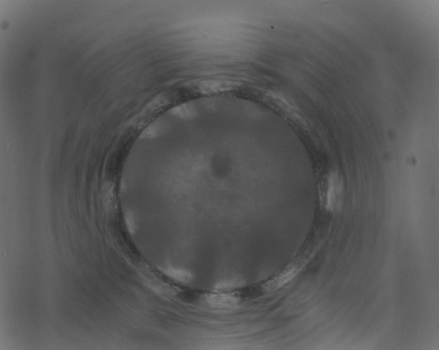 X0000073410327200608251531