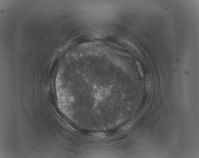 X0000073410409200608251530