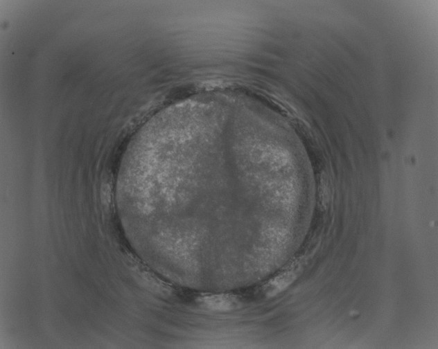 X0000073410417200608251530