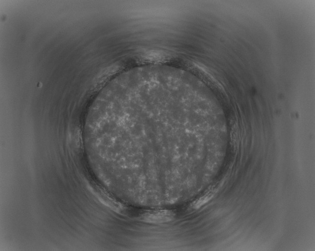 X0000073410459200608251529