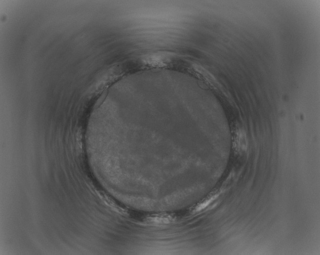 X0000073410466200608251529