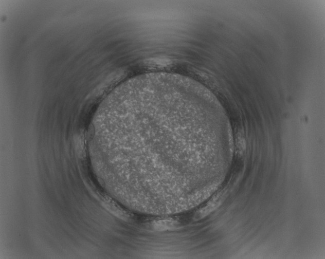 X0000073410468200608251529