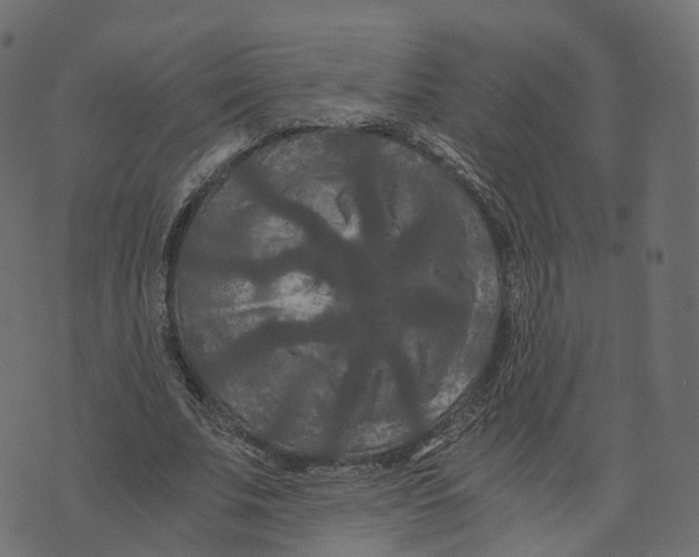 X0000073410679200608251525