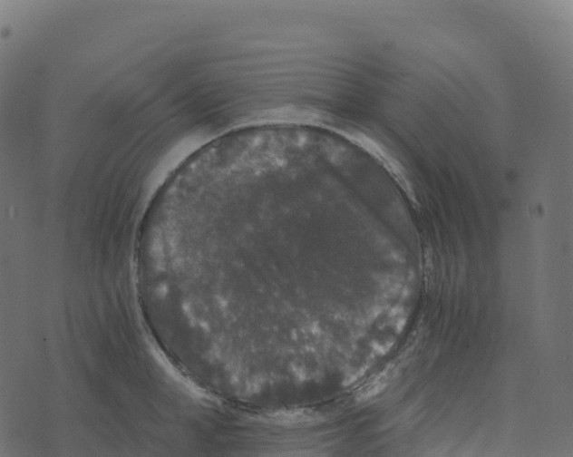 X0000073410998200608251520