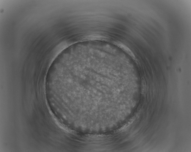 X0000073411039200608251520