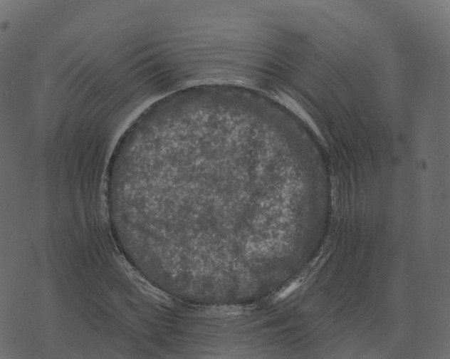 X0000073411068200608251519