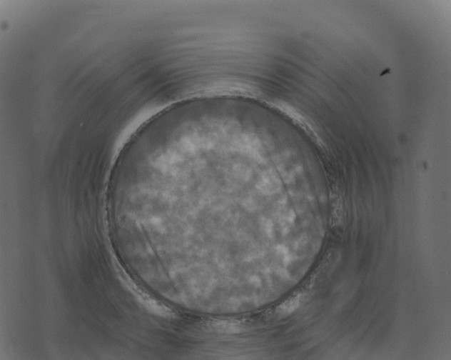 X0000073411086200608251519