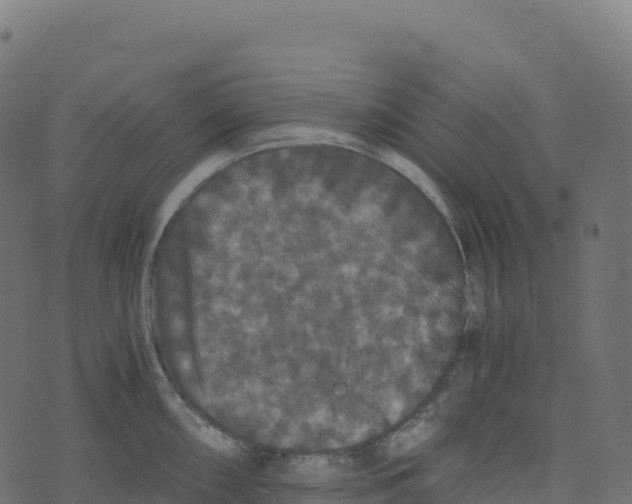 X0000073411098200608251518