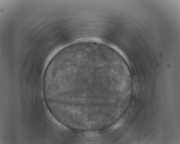 X0000073411102200608251518