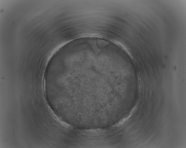 X0000073411125200608251518