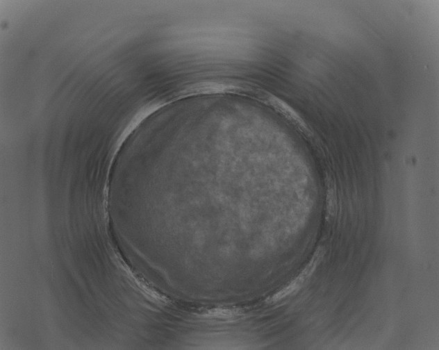 X0000073411178200608251517