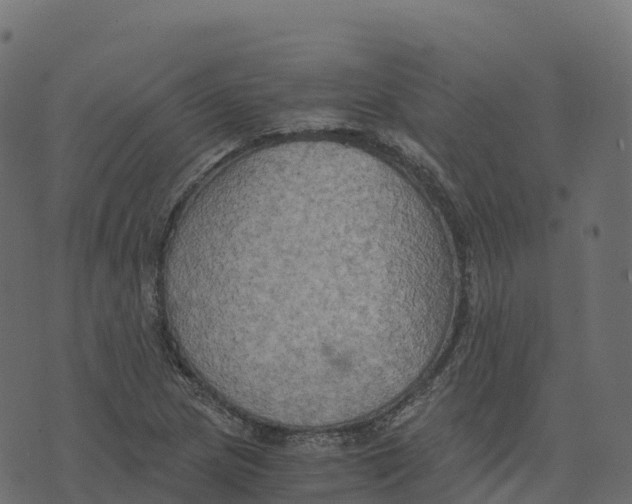 X0000073411217200608251516