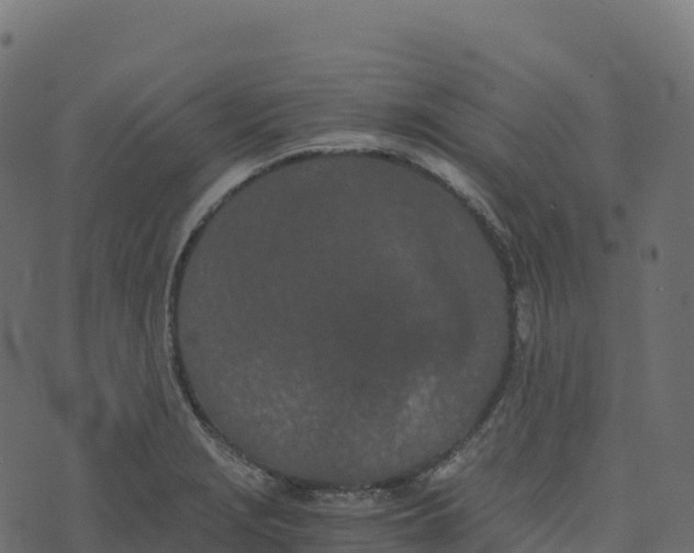 X0000073411229200608251516