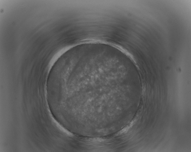 X0000073411239200608251517