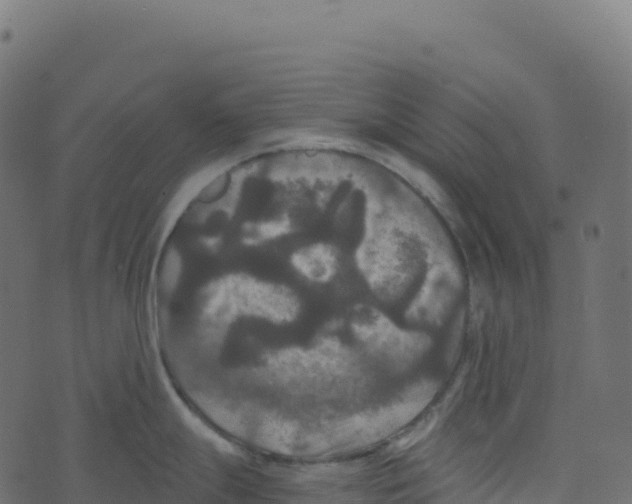 X0000073411247200608251517