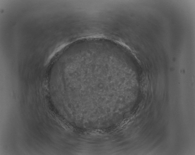 X0000073411255200608251516