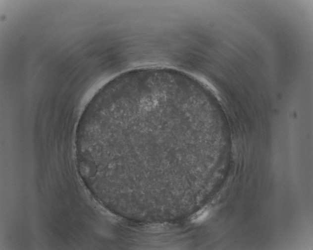 X0000073411279200608251515