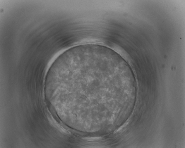 X0000073411296200608251515