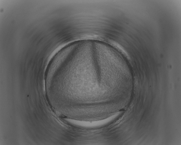 X0000073411324200608251515