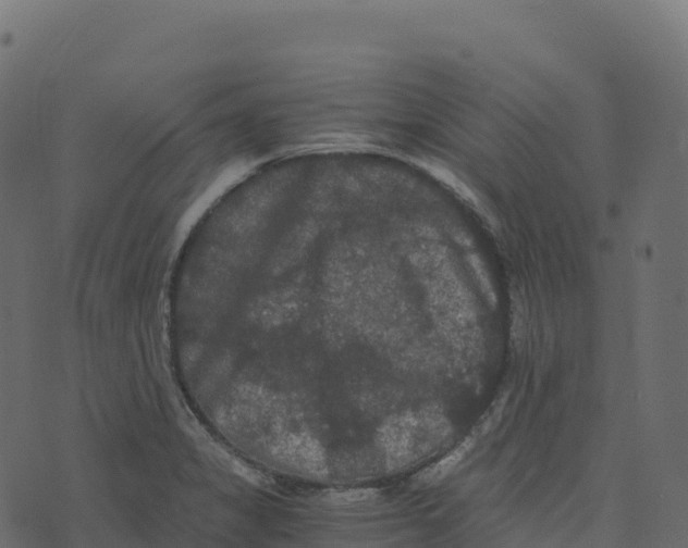 X0000073411325200608251515