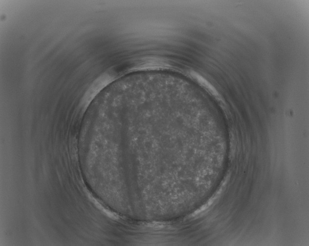 X0000073411329200608251515