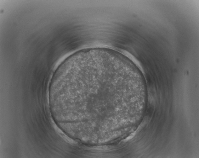 X0000073411388200608251514