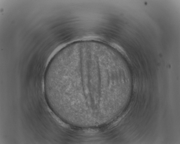 X0000073411420200608251513