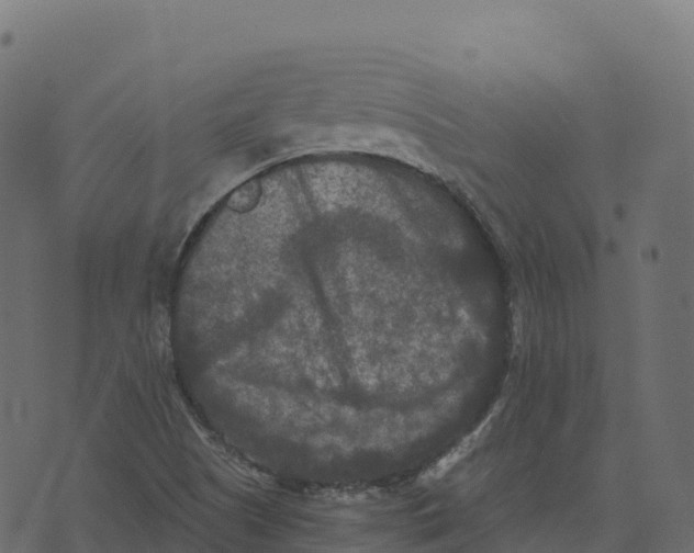 X0000073411505200608251511