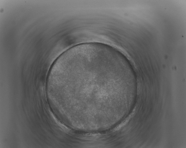 X0000073411513200608251512