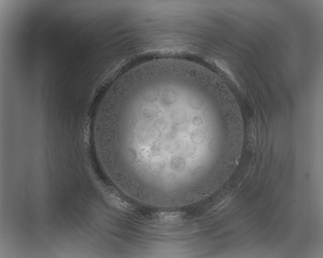 X0000073420495200607281156