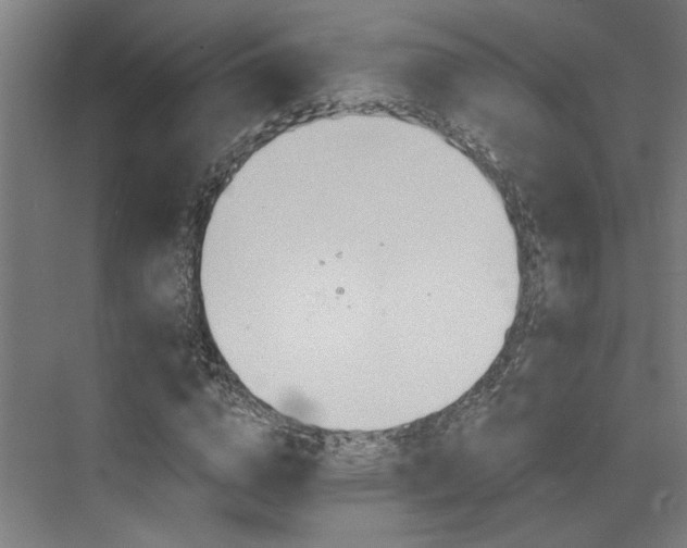 X0000073420824200607281150