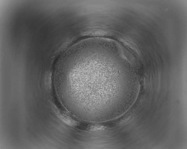 X0000073420206200608041033