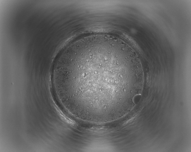 X0000073420725200608041023